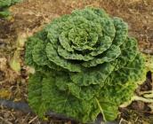 Chou pancalier de Touraine ©URGC