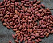 Haricots barangeonnier de Tours ©URGC