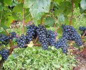 Cépage Gamay ©URGC