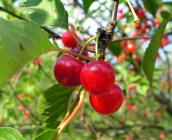 Cerises Triaux des fondettes ©URGC