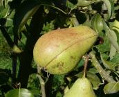 Poire de Curé ©URGC