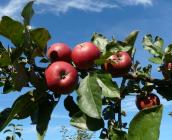 Pomme Châtaignier du Loiret ©Ollivier