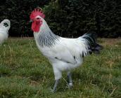 Poules Contres ©URGC