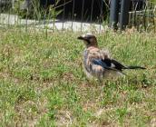 Geai des chênes - Si on lui laisse une place, la biodiversité revient rapidement sur un foncier ! ©ARB Centre-Val de Loire