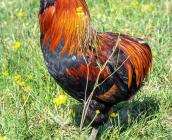 Coq de race Araucana ©Laurent Leduc