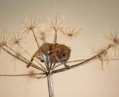 Rat des moissons (Micromys minitus) © Association Micromys 28
